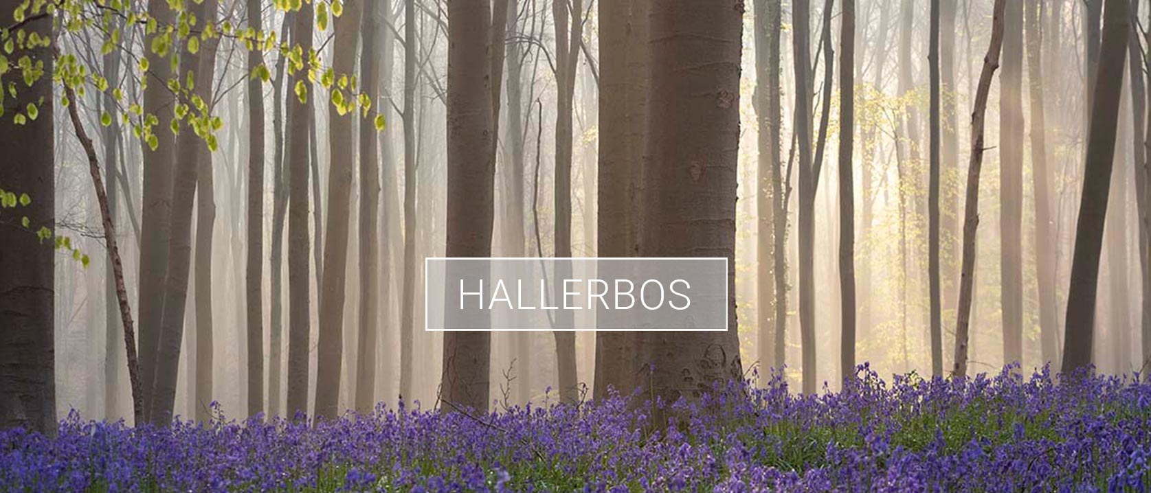 Albumheader van fotoalbum Hallerbos