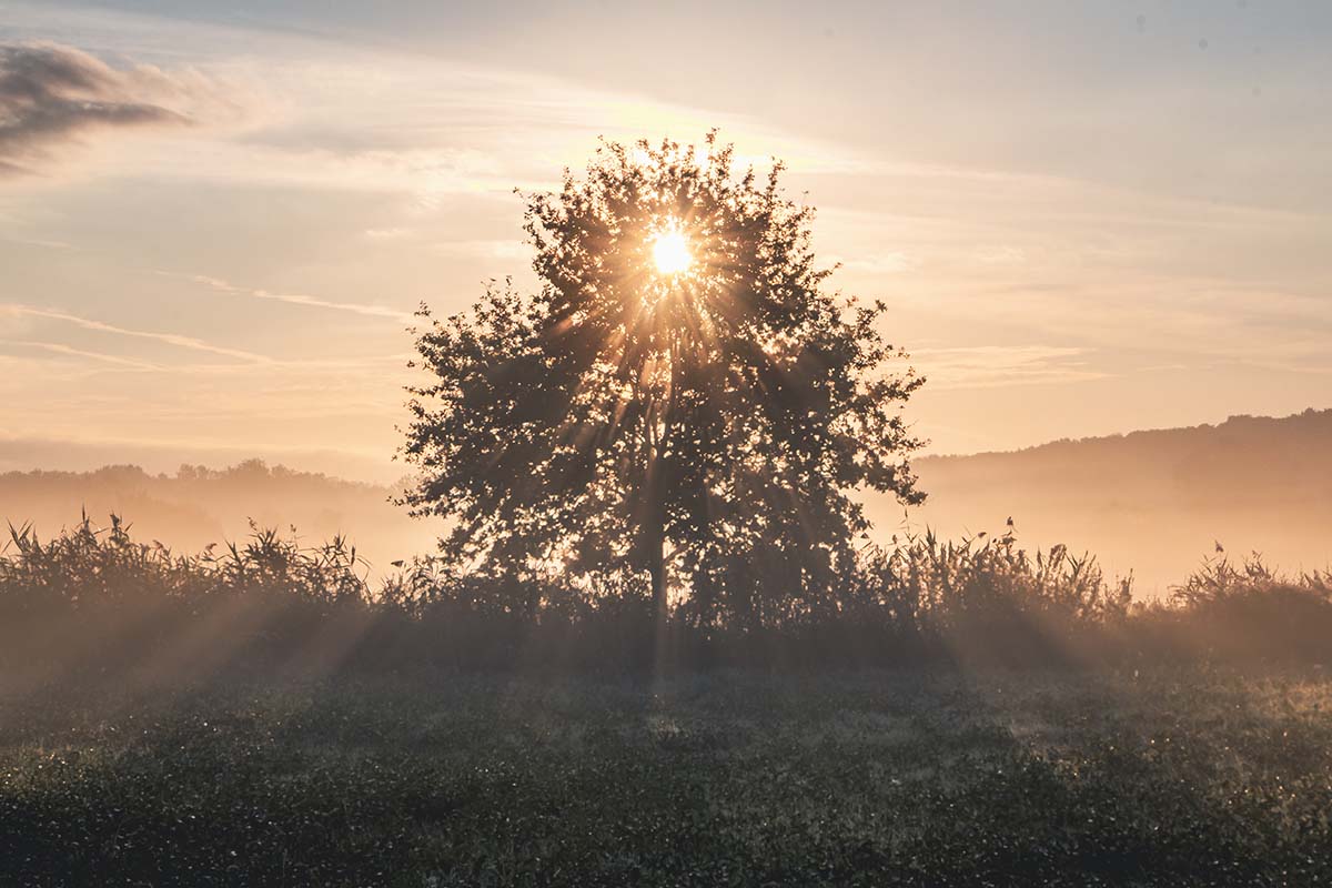 Goddelijk verlichte boom