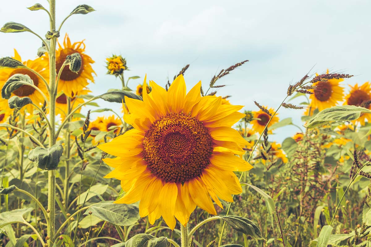 Levendig zonnebloemveld