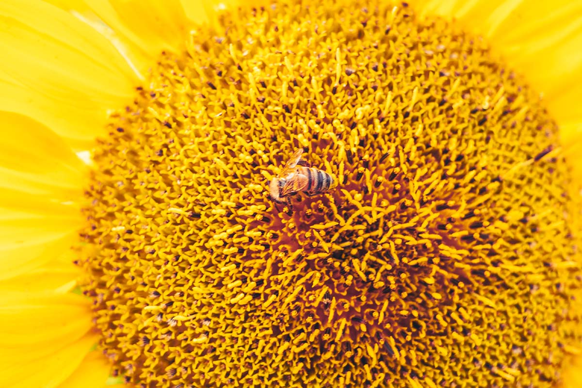 Een bij op het bloemhart van een zonnebloem