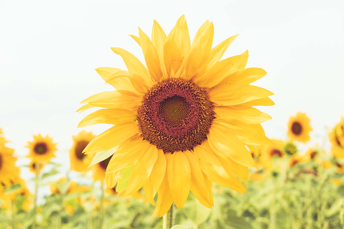 Een zonnebloem in het veld