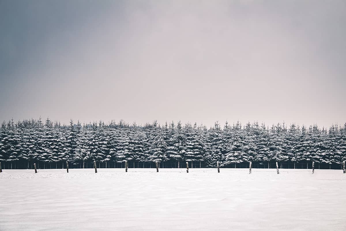 Winterlandschap met dennenbomen bedekt onder laagje sneeuw in de Hoge Venen