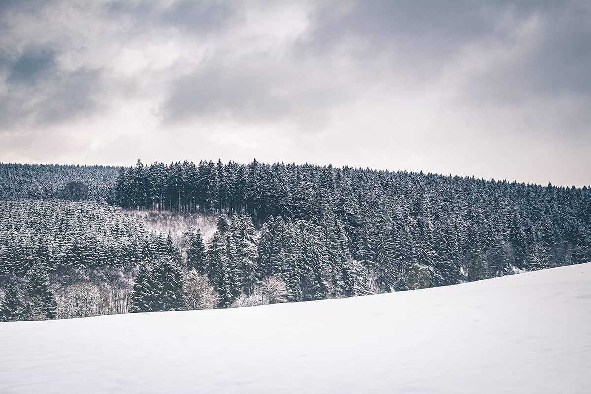 Winterlandschap met dennenbomen bedekt onder laagje sneeuw in Bütgenbach