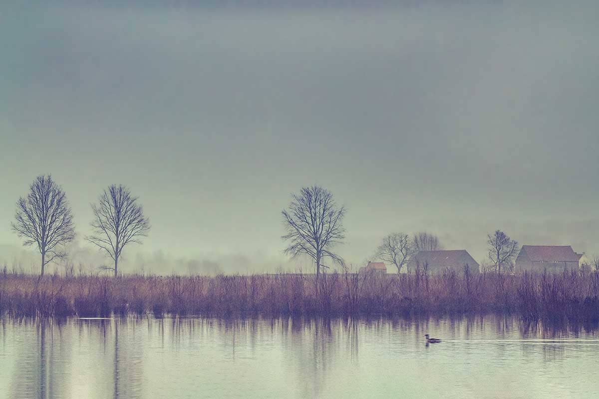 Mistig rustiek landschap met een zwemmende eend op de vijver