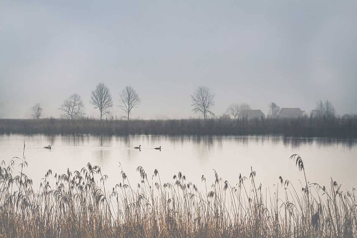 Mistig plattelands landschap met eenden op de vijver