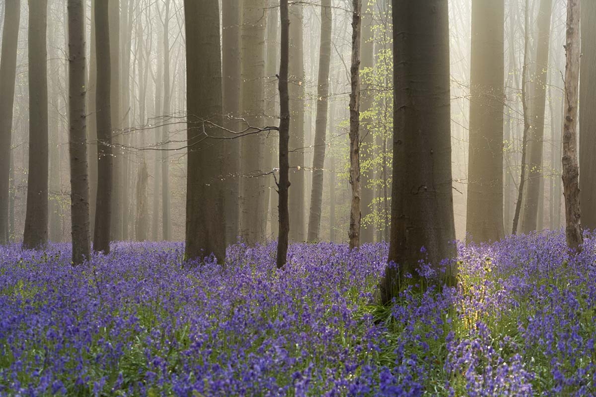  Boshyacintenfestival | Feeëriek Hallerbos I