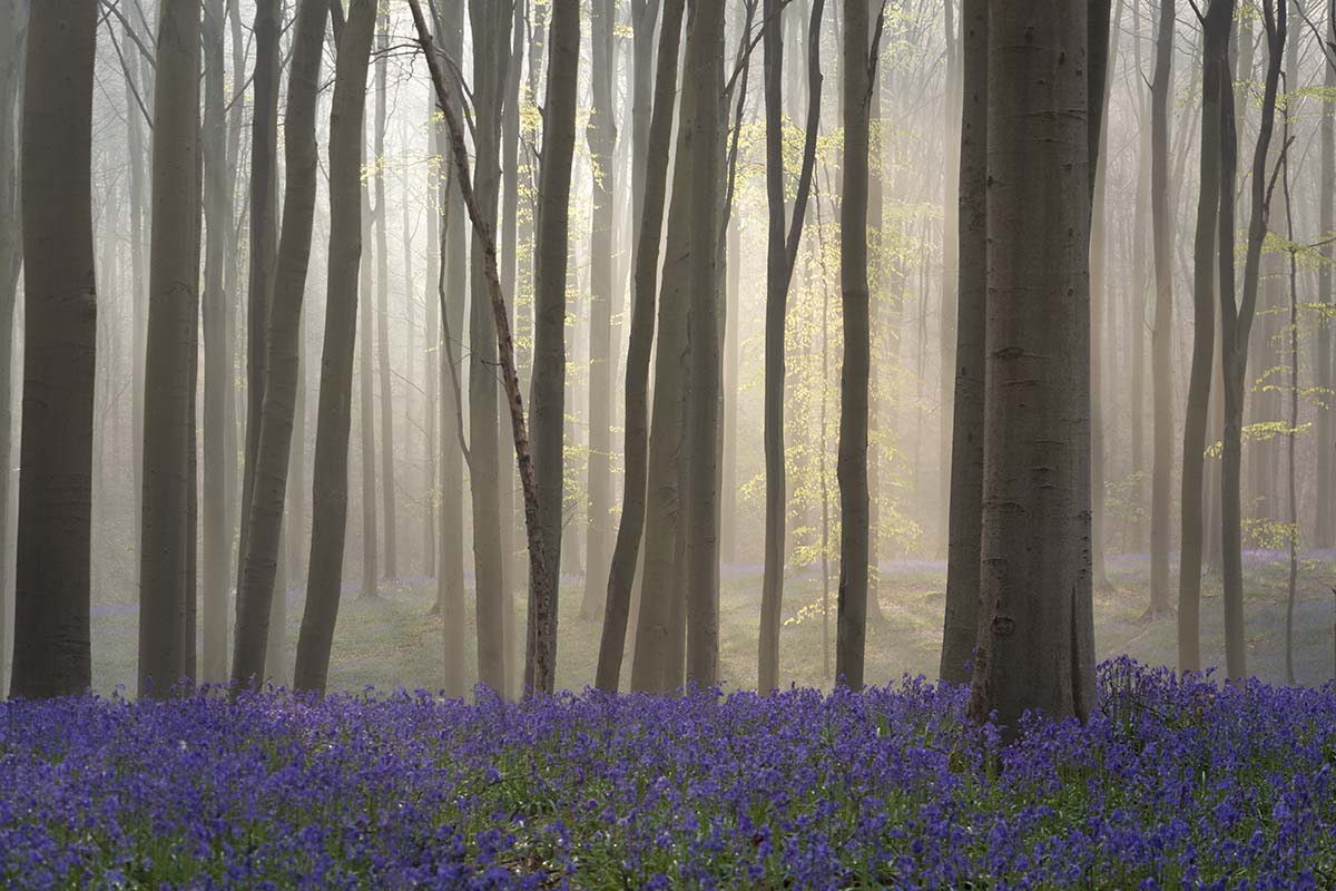 Boshyacintenfestival | Feeëriek Hallerbos II