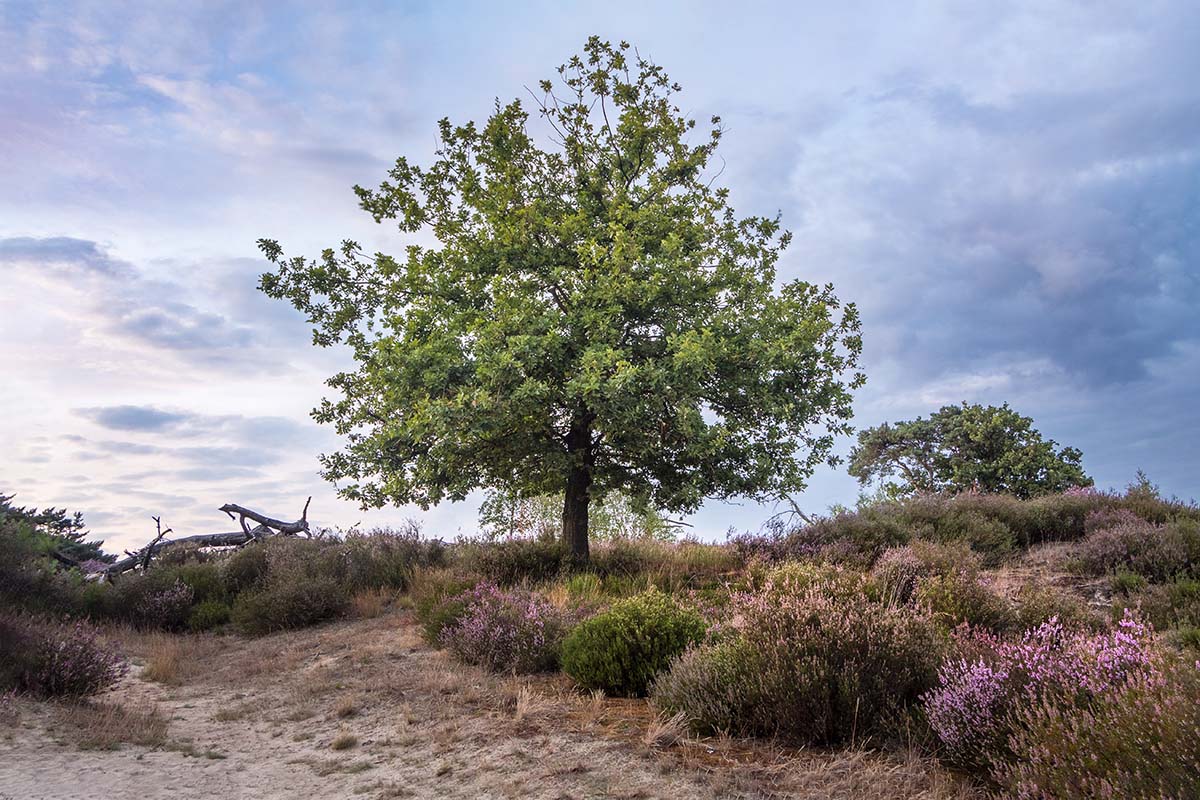 Eenzame boom op de heide bij zonsondergang