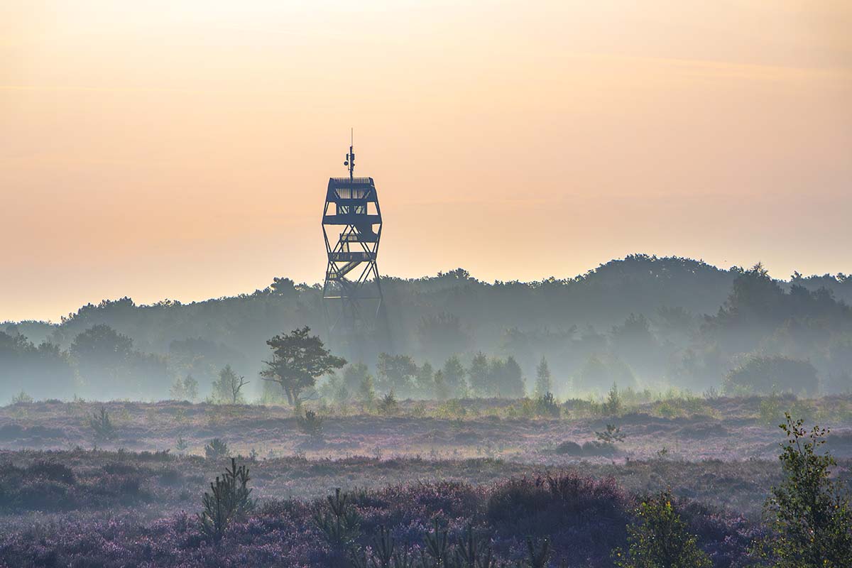 Kalmthoutse Heide brandtoren op een zonnige ochtend