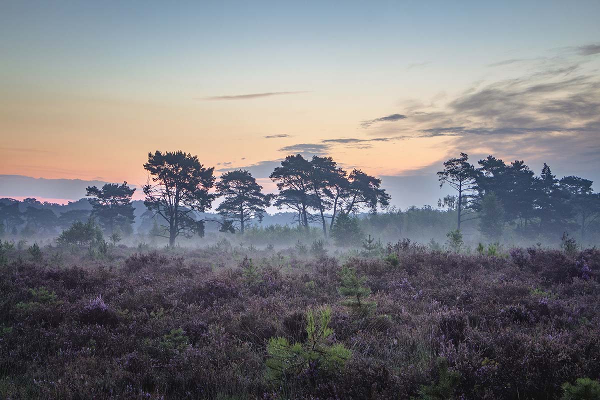 Magische morgen op de Kalmthoutse Heide