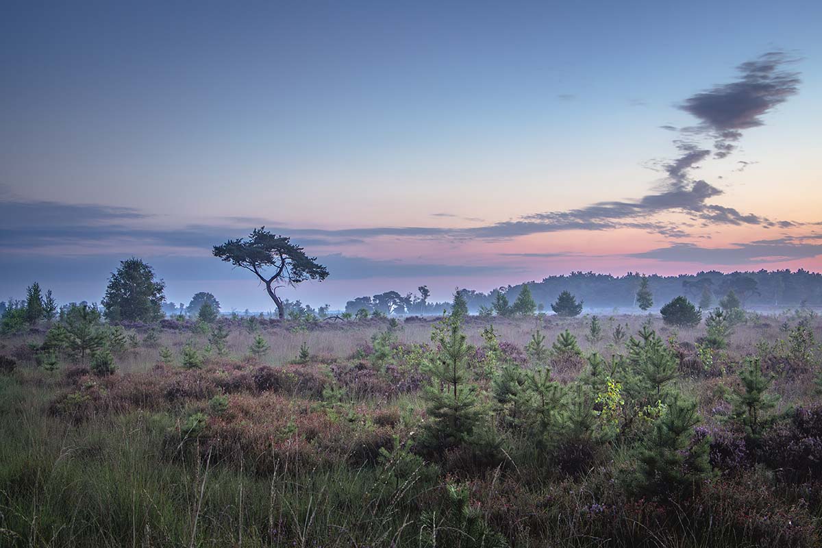  Pastelkleuren bij Zonsopgang op de Kalmthoutse Heide