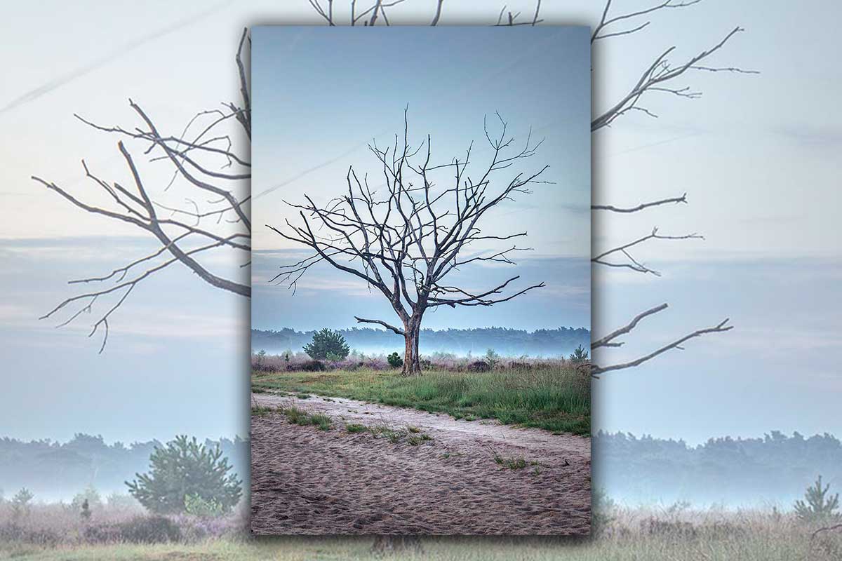 Eenzame kale boom op de Kalmthoutse Heide