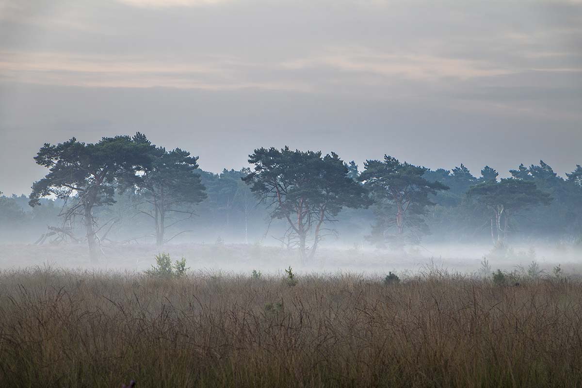 Mistige ochtend op de Kalmthoutse Heide