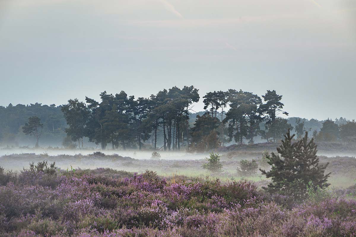 Heide in de ochtendmist