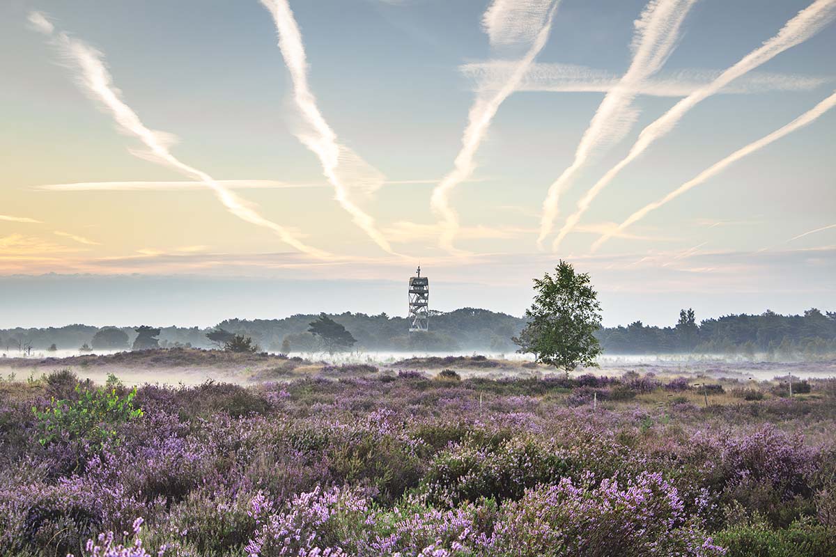 Magie van de vroege ochtend: Nevel en brandtoren op de Kalmthoutse Heide