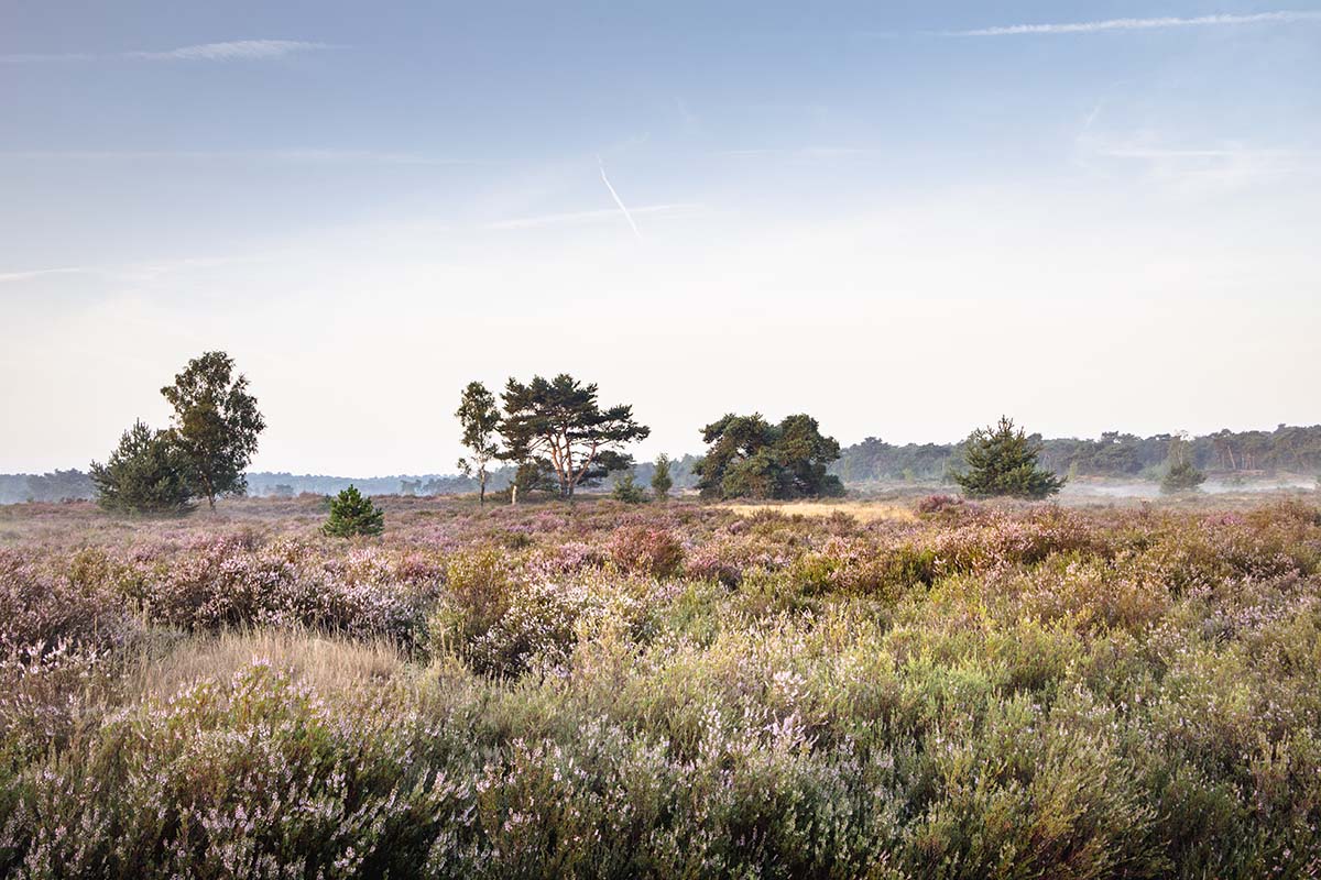 Zonnige ochtend op de Kalmthoutse Heide