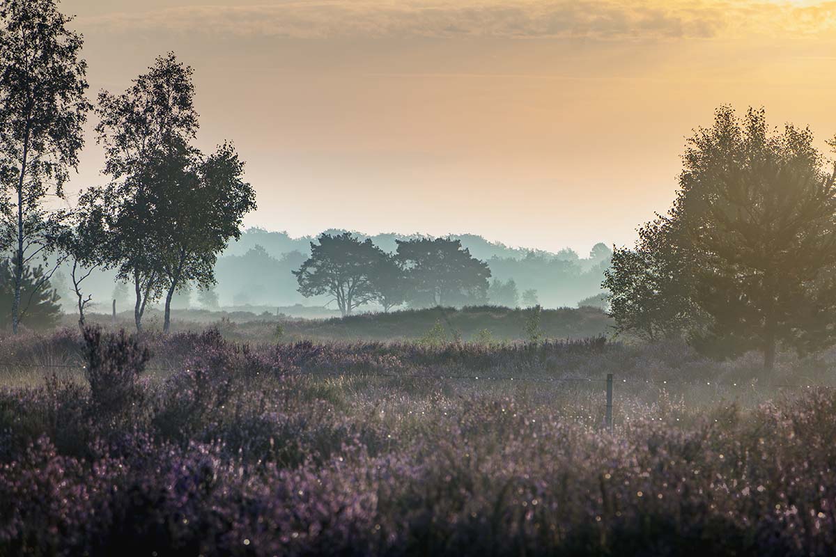 Ochtenddauw op een zonnige morgen | Kalmthoutse Heide