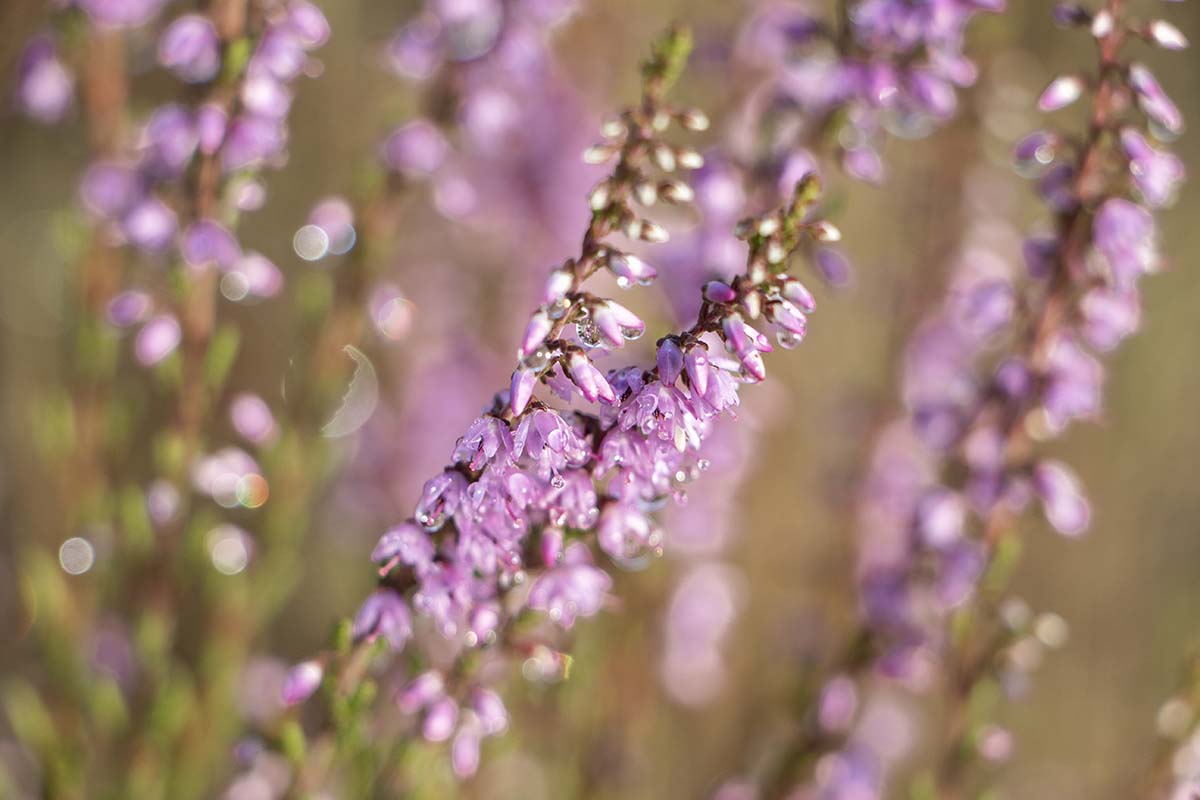 Bloeiende lichtroze heide close-up