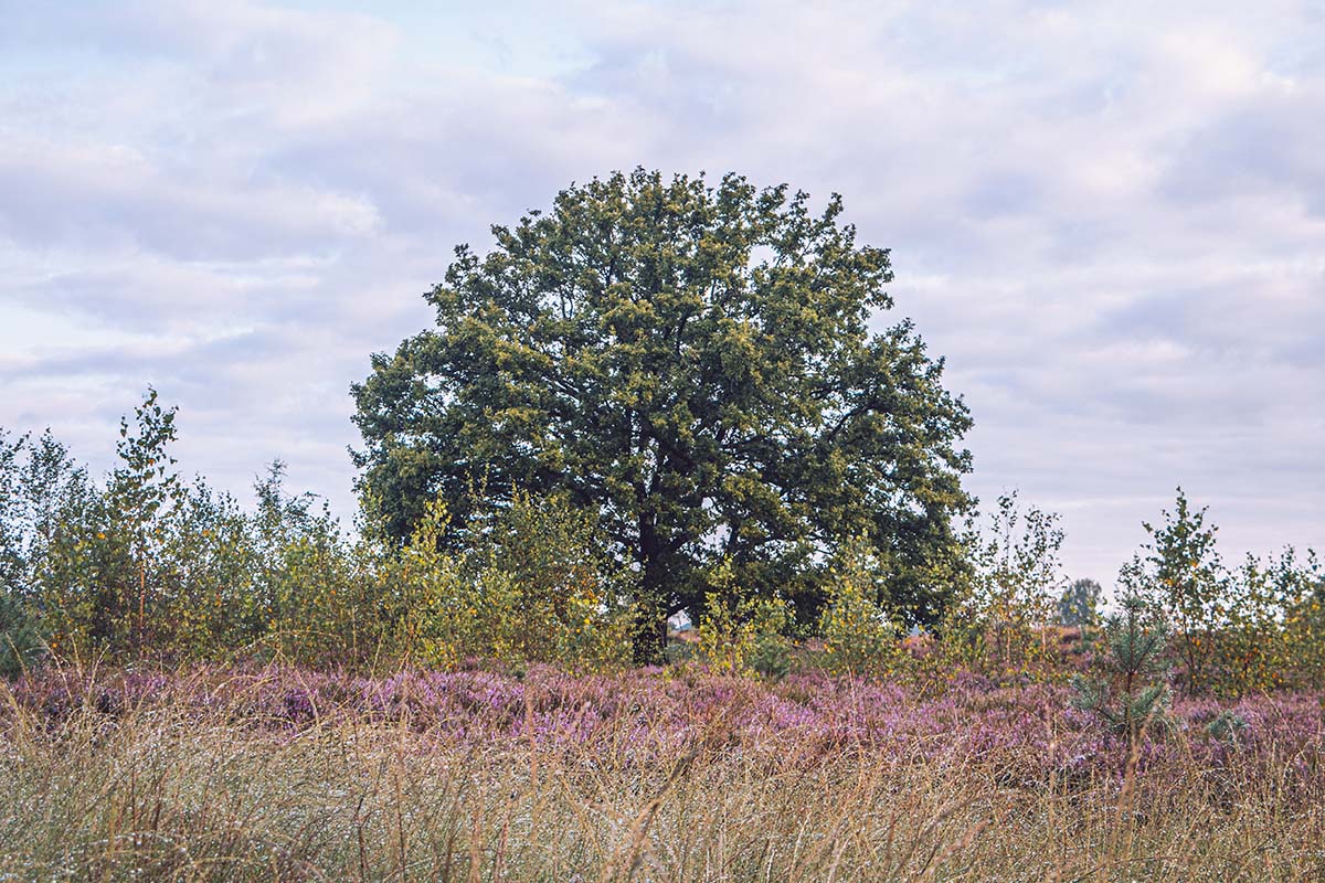 Kleurenpalet van de Kalmthoutse Heide