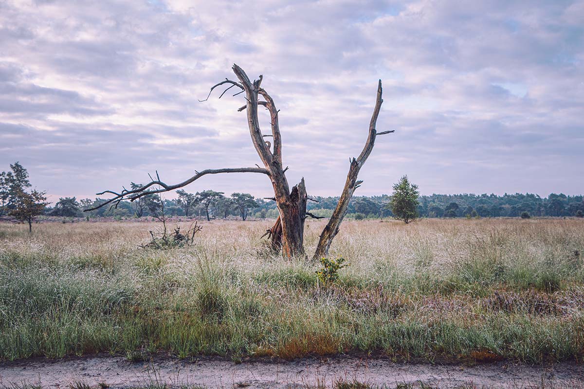 Boomstronk langs het pad| Kalmthoutse Heide