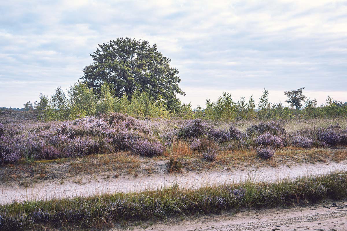 De Kalmthoutse Heide: Een Mozaïek van Kleuren en Rust