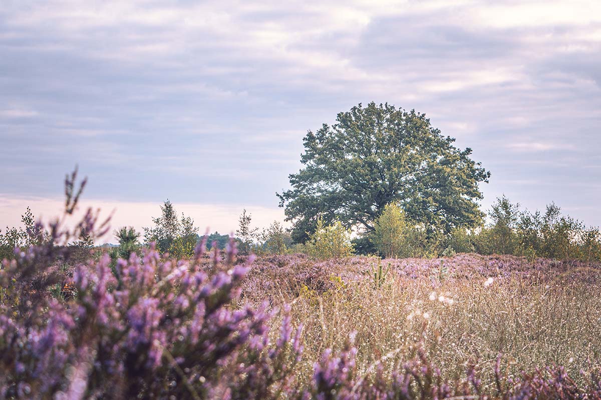 Kleurlaagjes op de Kalmthoutse Heide