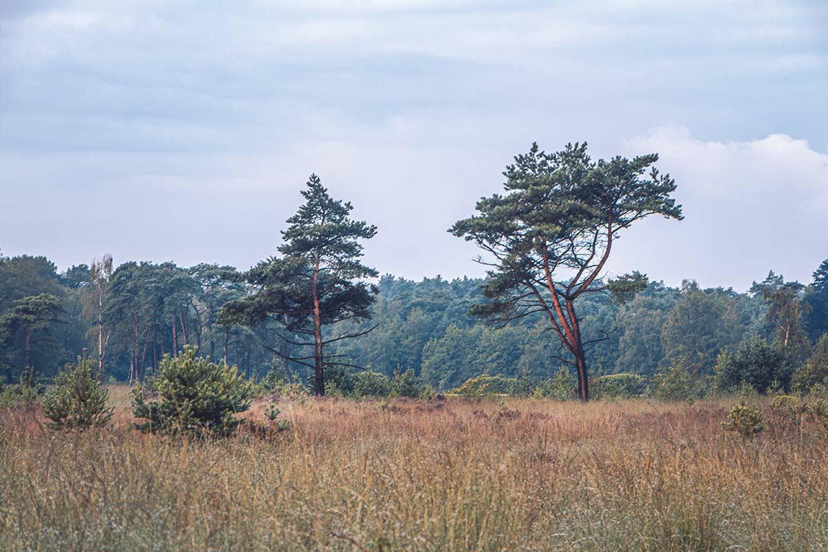 2 vliegendennen aan de rand van het Bos | Kalmthoutse Heide