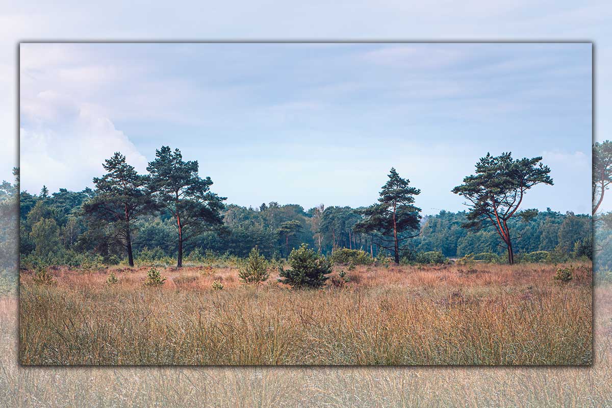 Rij vliegendennen aan de rand van het Bos | Kalmthoutse Heide