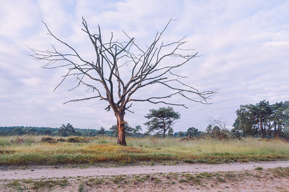 Alleenstaande dode boom op de Kalmthoutse Heide