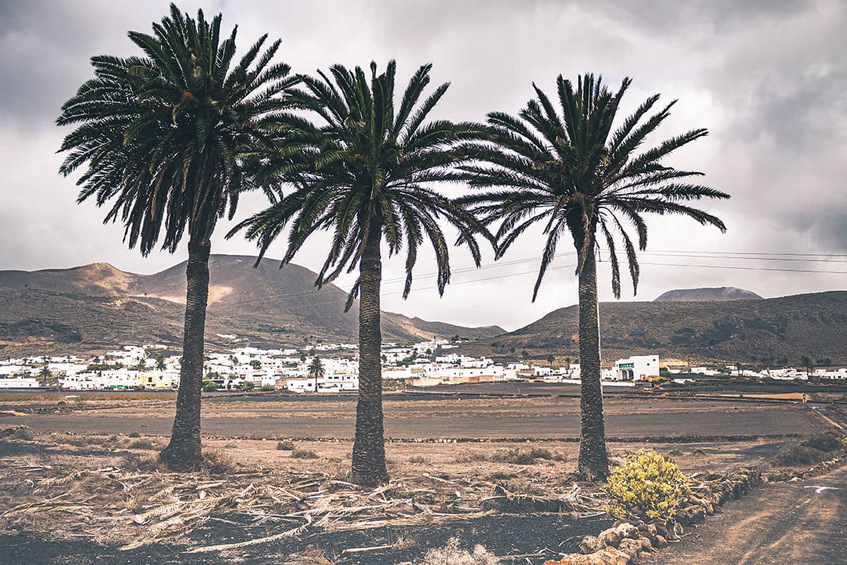 Drie palmbomen op een rij | Landschap | Reisfotografie