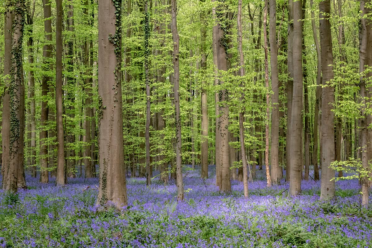 Boshyacintenfestival in het Hallerbos, België