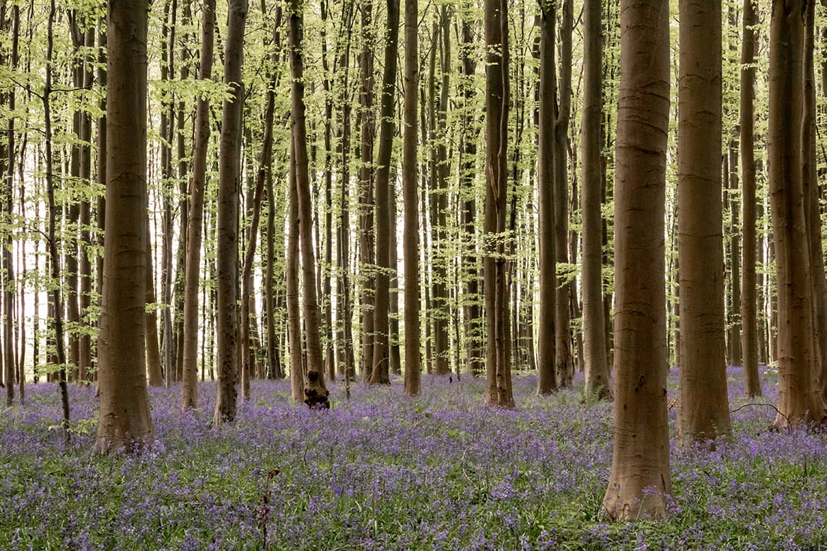 Boshyacintenfestival in het Hallerbos, België