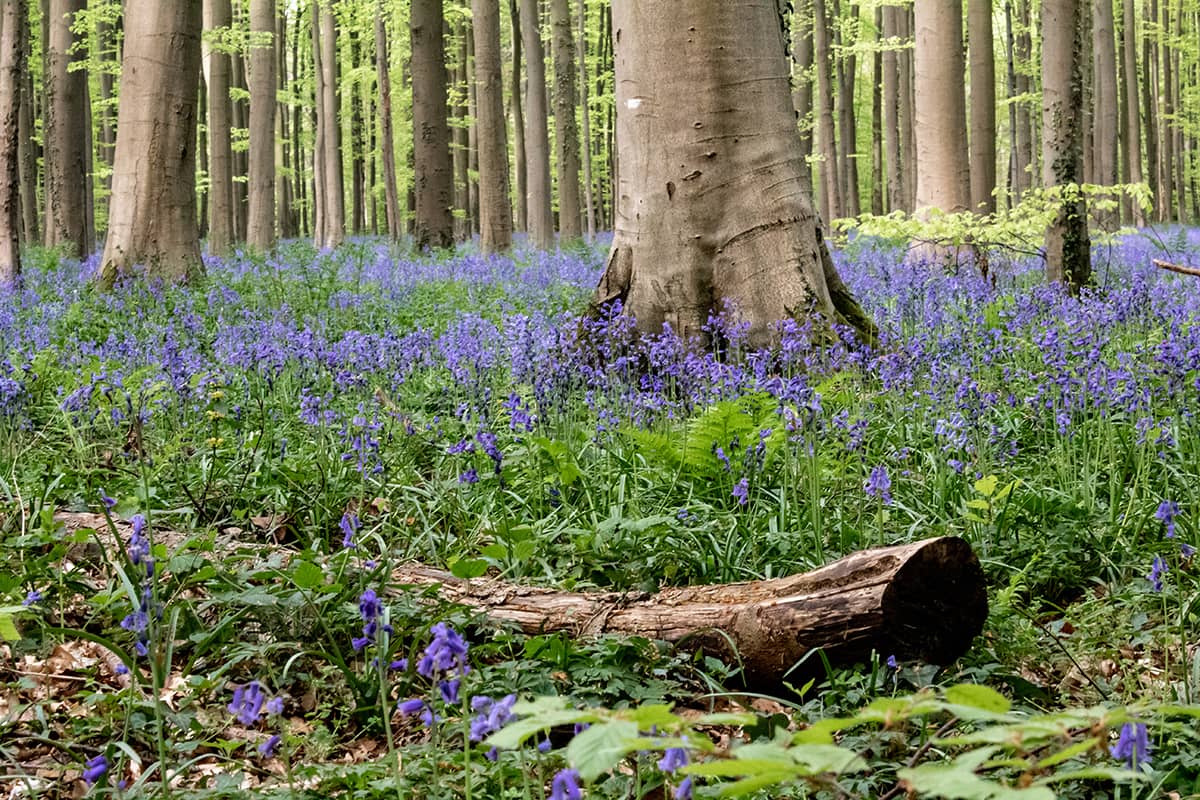 Boshyacintenfestival in het Hallerbos, België