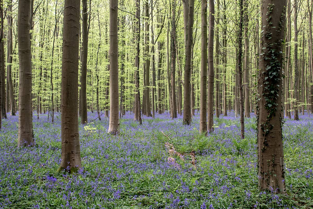 Boshyacintenfestival in het Hallerbos, België