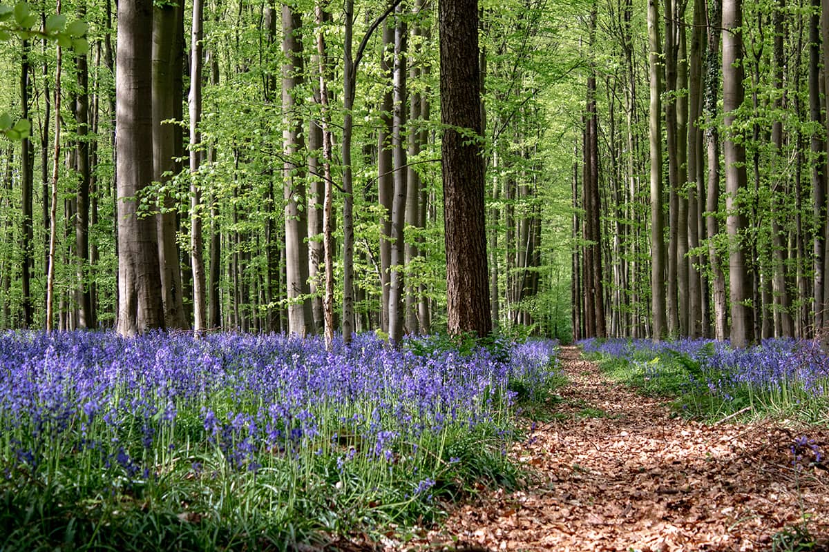 Boshyacintenfestival in het Hallerbos, België