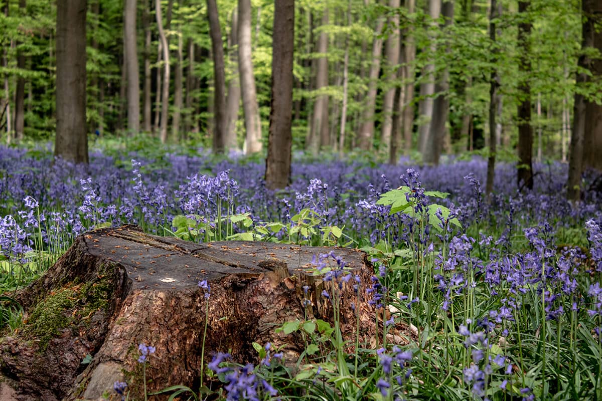 Boshyacintenfestival in het Hallerbos, België