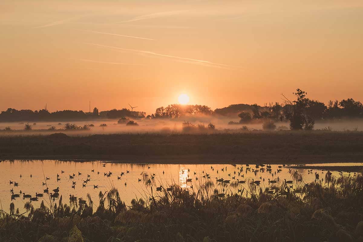 Zonsopgang met zicht op eenden in water in Natuurreservaat Bourgoyen - Ossemeersen, Gent, België