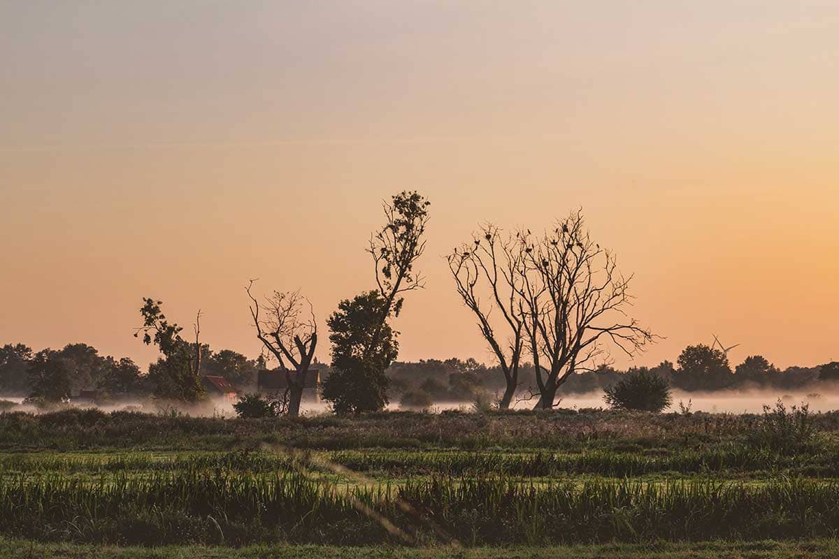 Zonsopgang met zicht op vogels in bomen in Natuurreservaat Bourgoyen - Ossemeersen, Gent, België