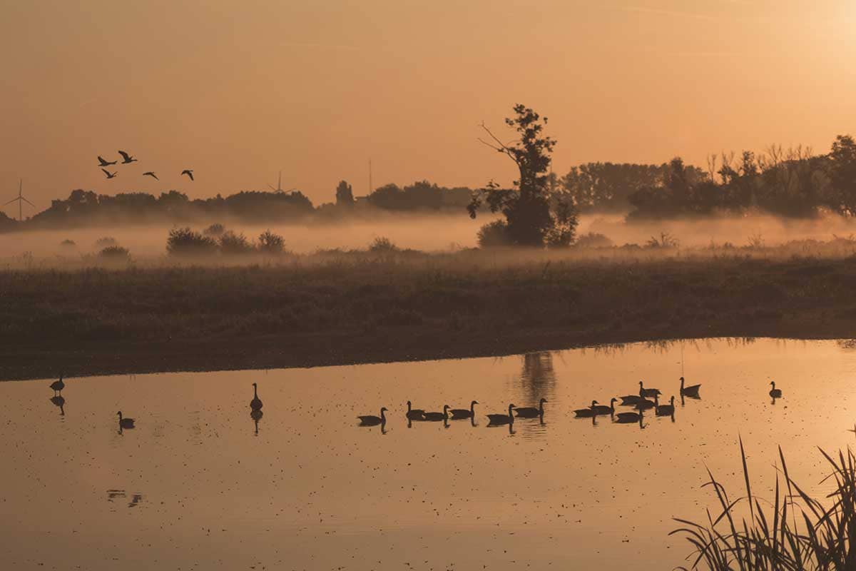 Zonsopgang met zicht op eenden in water in Natuurreservaat Bourgoyen - Ossemeersen, Gent, België