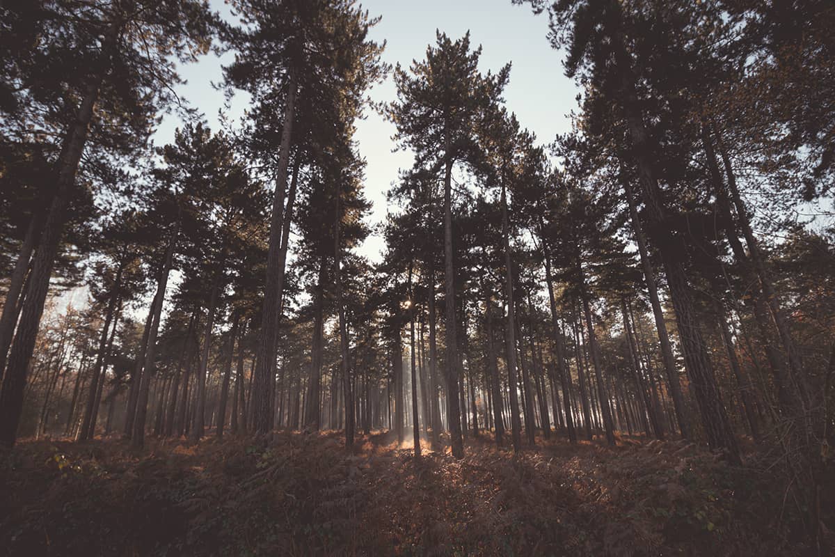 Vroege zonnestralen door de dennenbomen in het Kloosterbos bij Wachtebeke, België