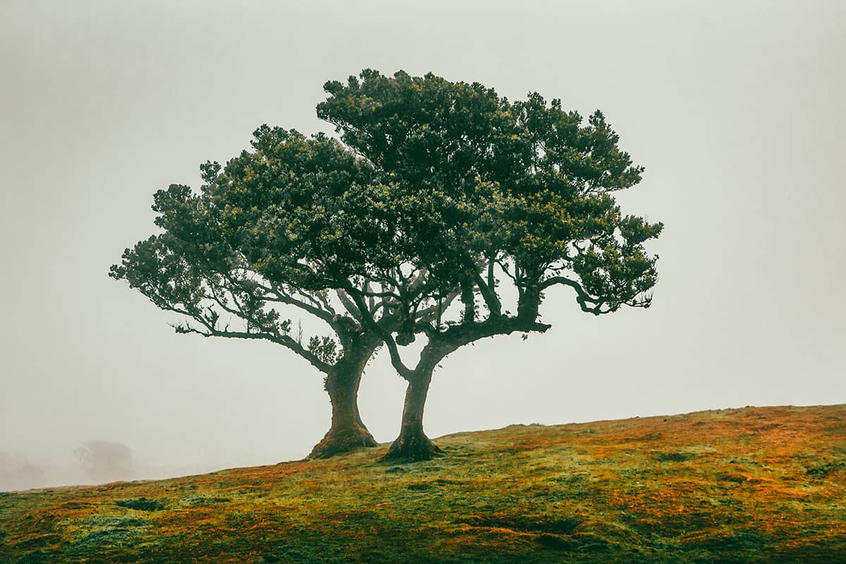 Feeëriek duo bomen op een mistige helling V | Fanal | Madeira | Reisfotografie