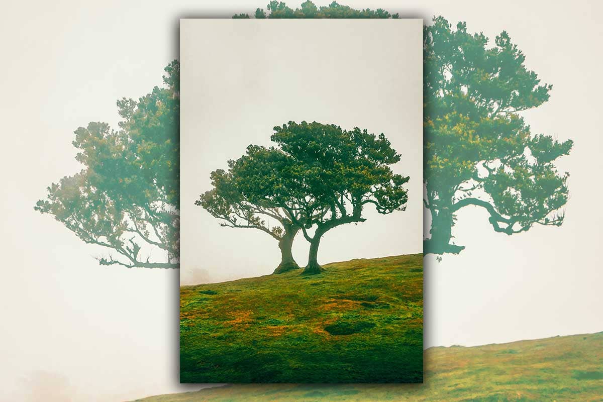 Feeëriek duo bomen op een mistige helling IV | Fanal | Madeira | Reisfotografie