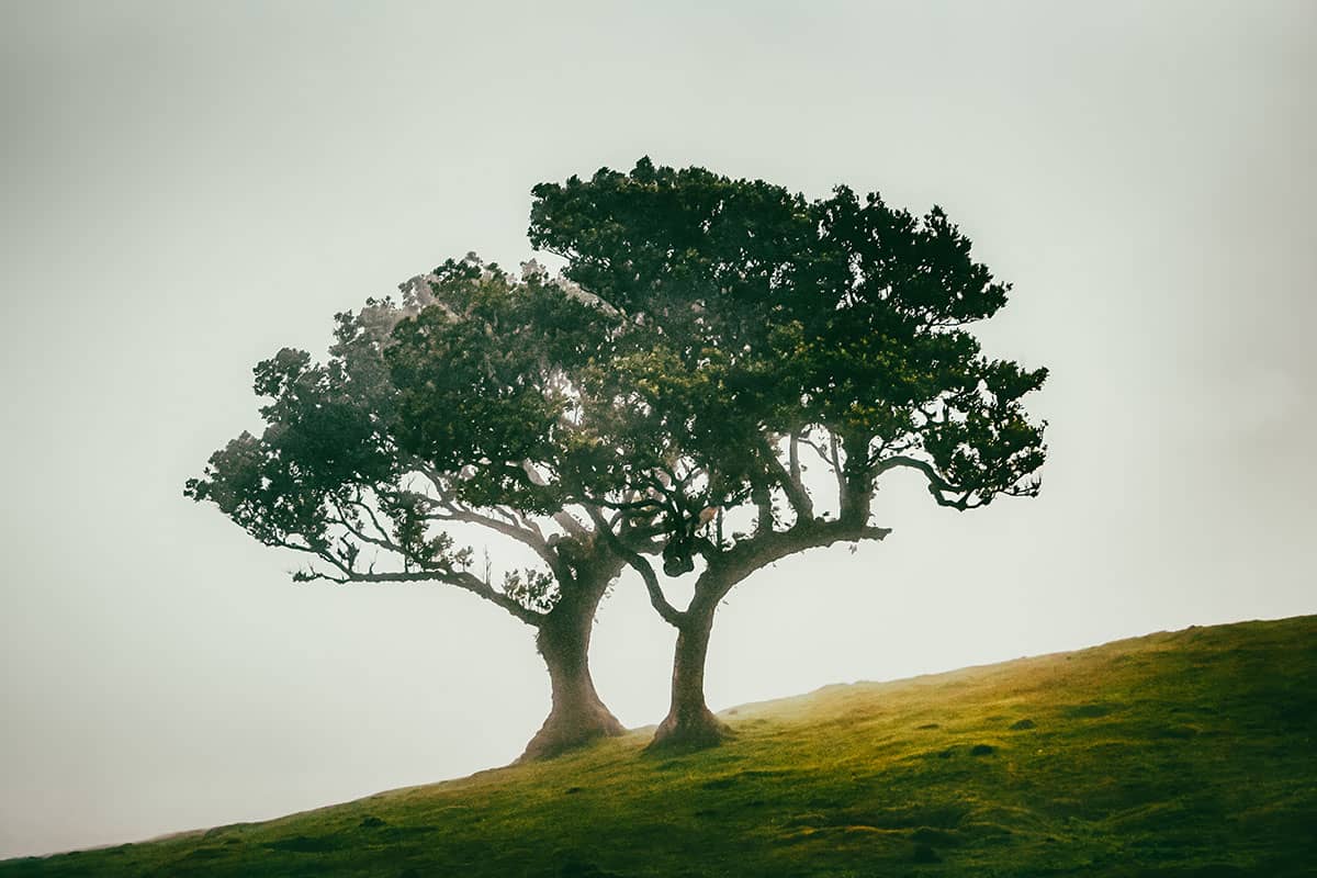 Feeëriek duo bomen op een mistige helling III | Fanal | Madeira | Reisfotografie