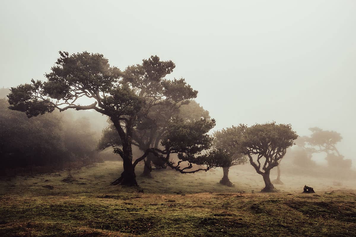 Sp(r)ook(jes)achtig tafereel in het Fanal nevelwoud I | Madeira | Landschap