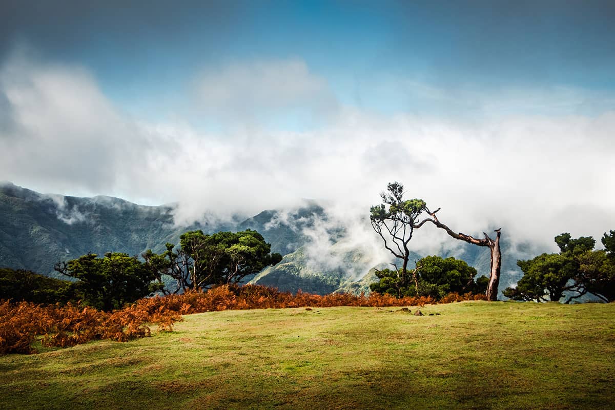 Contrastrijke herfstkleuren bij Fanal | Madeira