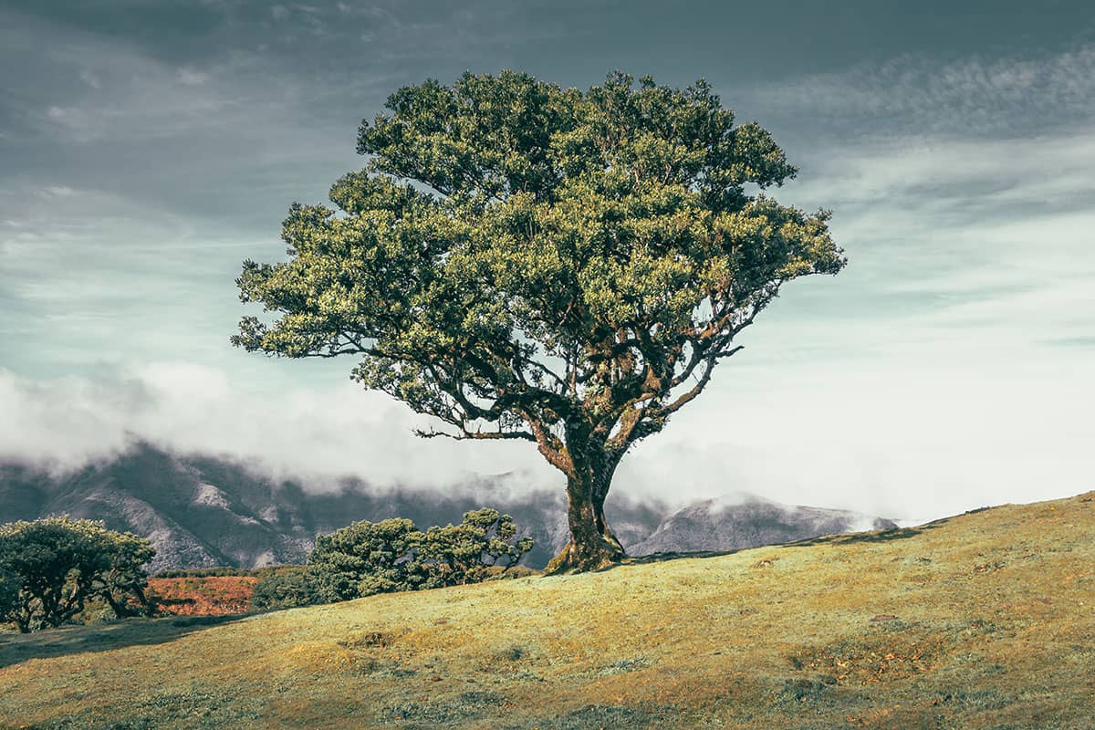 De eenzame boom op de heuvel I | Fanal | Madeira