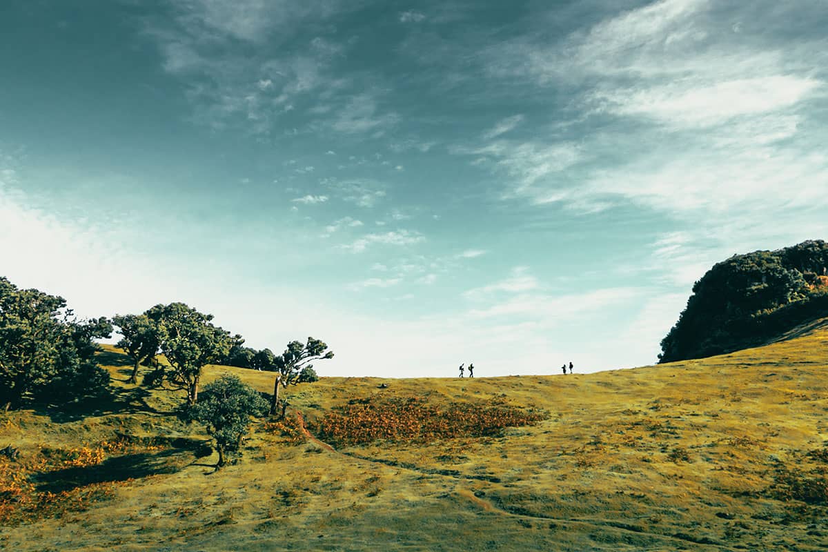 Aan de rand van het bos | Fanal | Madeira | Landschap