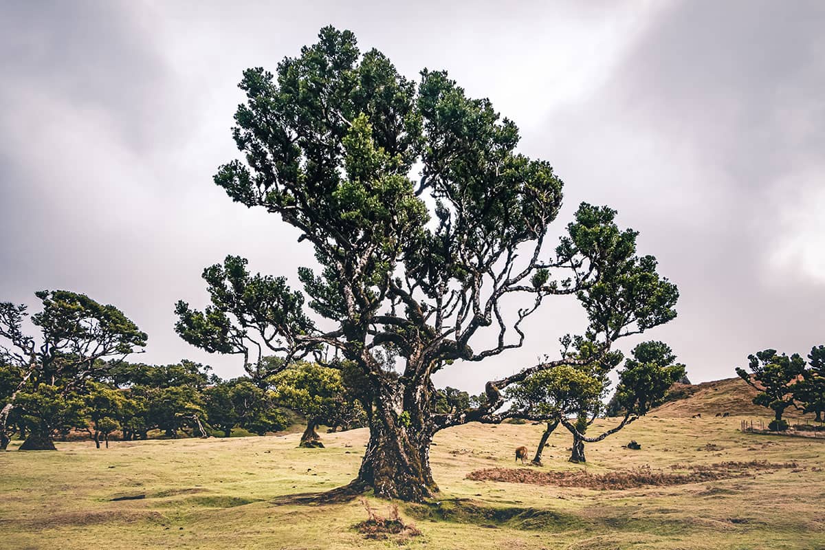 Sprookjesboom in het oerbos van Fanal II | Madeira | Landschap