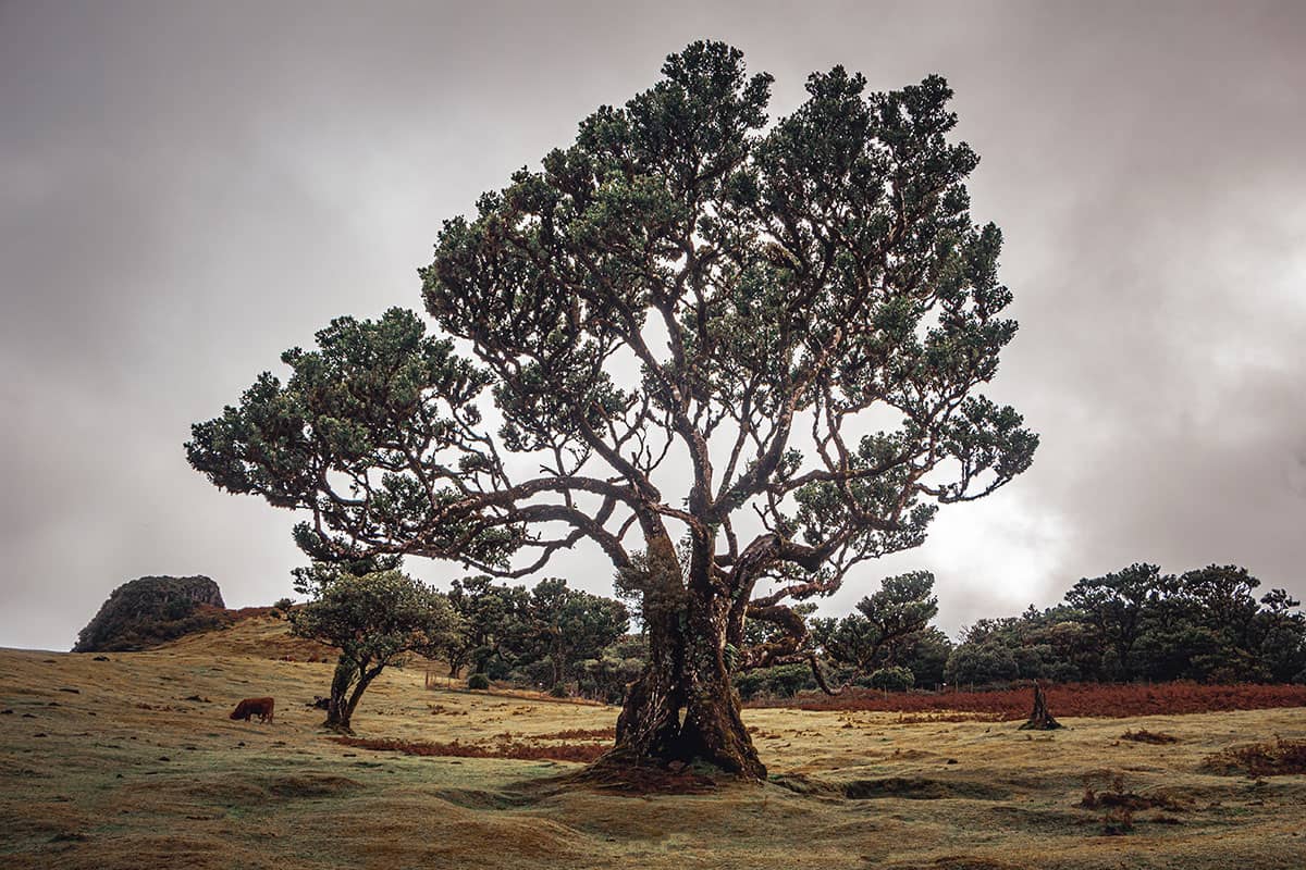 Sprookjesboom in het oerbos van Fanal | Madeira | Landschap