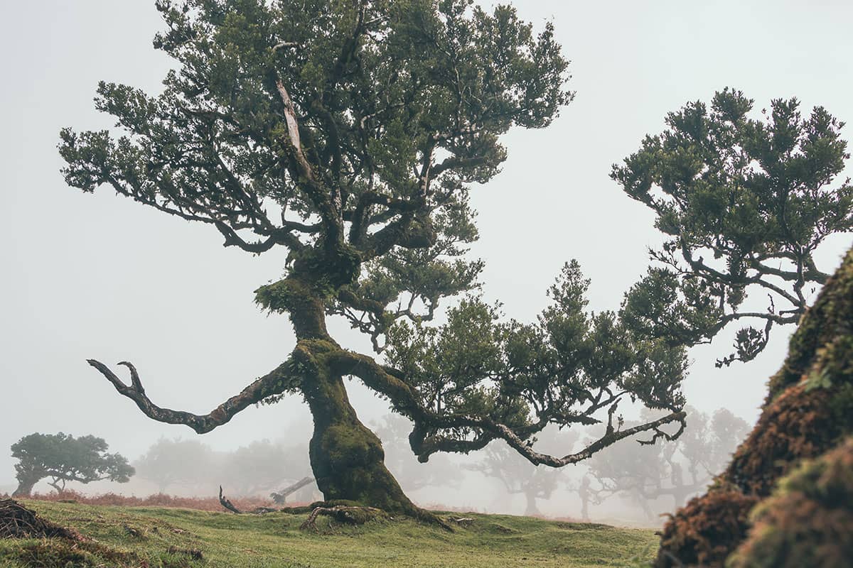 The Guardian Ent II | Fanal | Madeira | Landschap